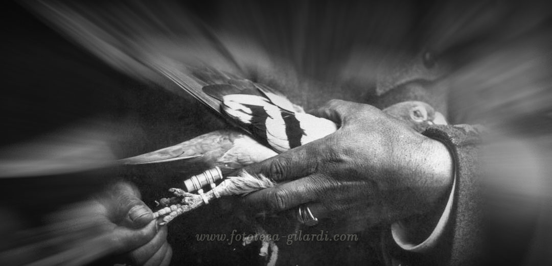 Fotografie di reportage, ufficiali o spontanee per la documentazione della storia e del costume ©Fototeca Gilardi